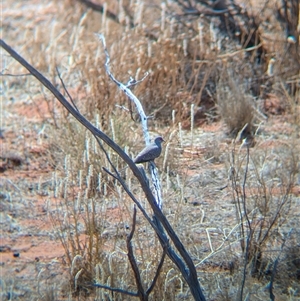 Geopelia cuneata at Tibooburra, NSW - 15 Nov 2024 10:25 AM