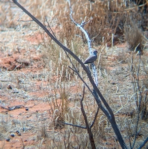 Geopelia cuneata at Tibooburra, NSW - 15 Nov 2024 10:25 AM