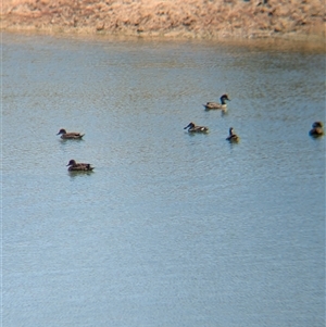 Malacorhynchus membranaceus (Pink-eared Duck) at Tibooburra, NSW by Darcy