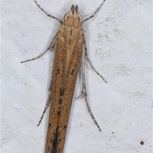 Batrachedra (genus) at Melba, ACT - 13 Nov 2024