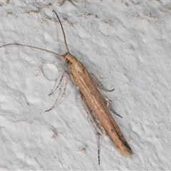 Batrachedra (genus) at Melba, ACT - 13 Nov 2024