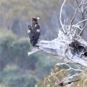 Aquila audax at Rendezvous Creek, ACT - 16 Nov 2024