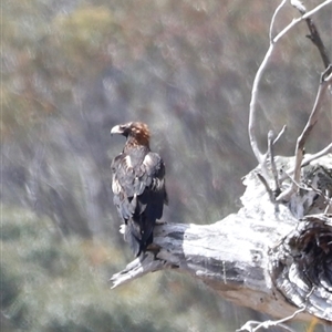 Aquila audax at Rendezvous Creek, ACT - 16 Nov 2024