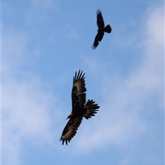 Aquila audax at Rendezvous Creek, ACT - 16 Nov 2024