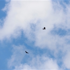 Aquila audax at Rendezvous Creek, ACT - 16 Nov 2024