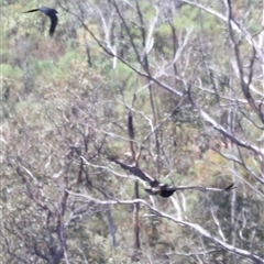 Aquila audax at Rendezvous Creek, ACT - 16 Nov 2024