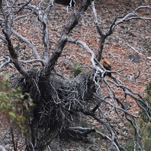 Aquila audax at Rendezvous Creek, ACT - suppressed