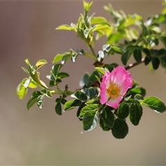 Rosa rubiginosa (Sweet Briar, Eglantine) at Rendezvous Creek, ACT - 16 Nov 2024 by JimL