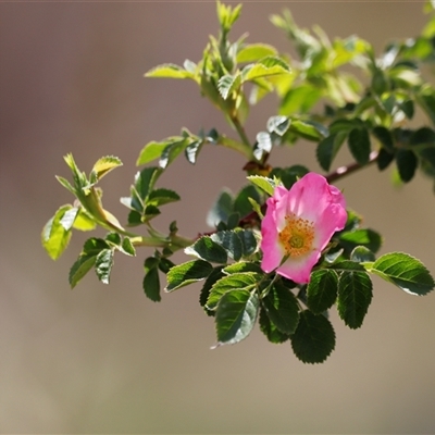 Rosa rubiginosa (Sweet Briar, Eglantine) at Rendezvous Creek, ACT - 16 Nov 2024 by JimL