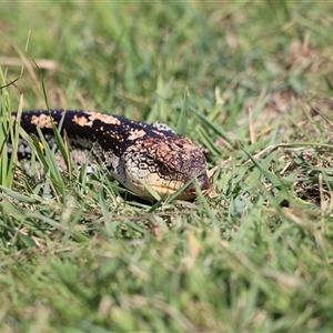 Tiliqua nigrolutea at Rendezvous Creek, ACT - 16 Nov 2024