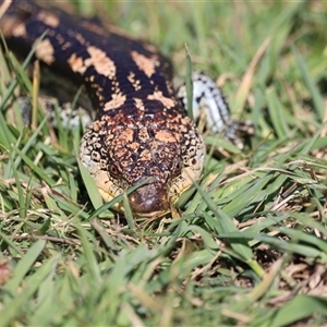 Tiliqua nigrolutea at Rendezvous Creek, ACT - 16 Nov 2024