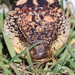 Tiliqua nigrolutea at Rendezvous Creek, ACT - 16 Nov 2024