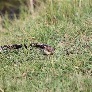 Tiliqua nigrolutea at Rendezvous Creek, ACT - 16 Nov 2024