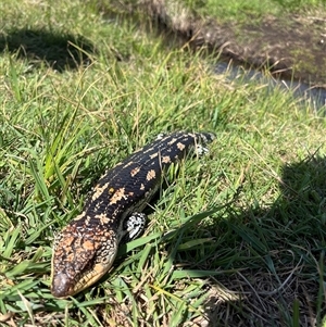 Tiliqua nigrolutea at Rendezvous Creek, ACT - 16 Nov 2024