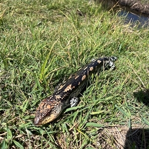 Tiliqua nigrolutea at Rendezvous Creek, ACT - 16 Nov 2024