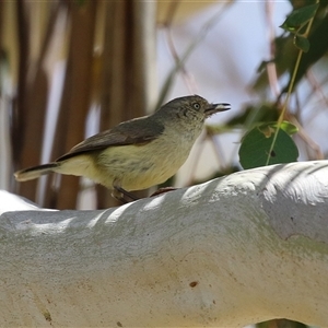 Acanthiza reguloides (Buff-rumped Thornbill) at Tharwa, ACT by RodDeb