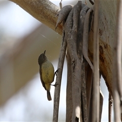 Acanthiza reguloides at Tharwa, ACT - 15 Nov 2024