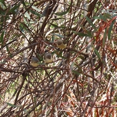 Acanthiza reguloides at Tharwa, ACT - 15 Nov 2024 02:02 PM