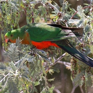 Alisterus scapularis at Tharwa, ACT - 15 Nov 2024