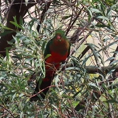 Alisterus scapularis at Tharwa, ACT - 15 Nov 2024 01:21 PM