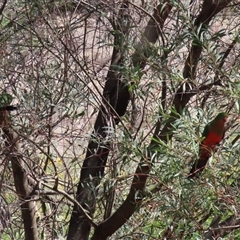 Alisterus scapularis at Tharwa, ACT - 15 Nov 2024