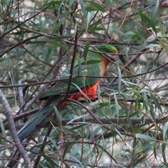 Alisterus scapularis at Tharwa, ACT - 15 Nov 2024