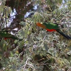 Alisterus scapularis at Tharwa, ACT - 15 Nov 2024