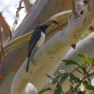 Myiagra rubecula (Leaden Flycatcher) at Tharwa, ACT - 15 Nov 2024 by RodDeb