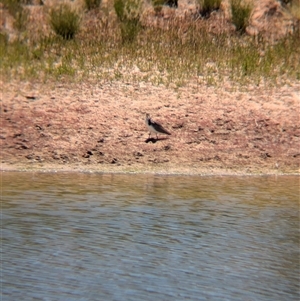 Vanellus miles (Masked Lapwing) at Tibooburra, NSW by Darcy