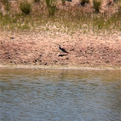 Vanellus miles at Tibooburra, NSW - 15 Nov 2024