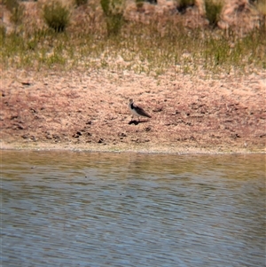 Vanellus miles at Tibooburra, NSW - 15 Nov 2024