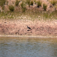 Vanellus miles at Tibooburra, NSW - 15 Nov 2024