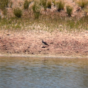 Vanellus miles at Tibooburra, NSW - 15 Nov 2024 02:03 PM