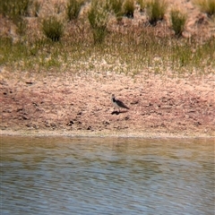 Vanellus miles at Tibooburra, NSW - 15 Nov 2024