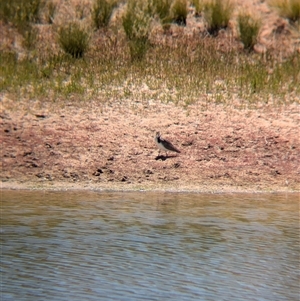 Vanellus miles at Tibooburra, NSW - 15 Nov 2024 02:03 PM