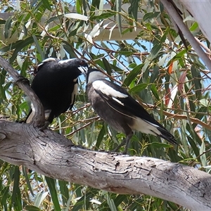 Gymnorhina tibicen at Tharwa, ACT - 15 Nov 2024