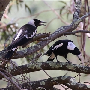 Gymnorhina tibicen at Tharwa, ACT - 15 Nov 2024