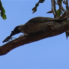 Philemon corniculatus (Noisy Friarbird) at Tharwa, ACT - 15 Nov 2024 by RodDeb