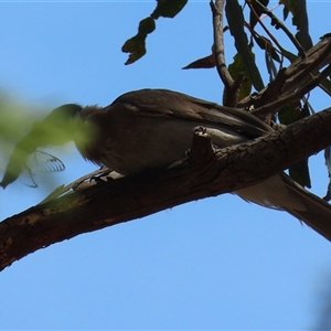 Philemon corniculatus at Tharwa, ACT - 15 Nov 2024