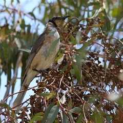 Philemon corniculatus at Tharwa, ACT - 15 Nov 2024