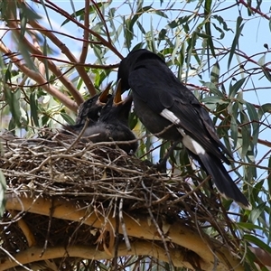 Strepera graculina at Tharwa, ACT - suppressed