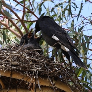 Strepera graculina at Tharwa, ACT - suppressed