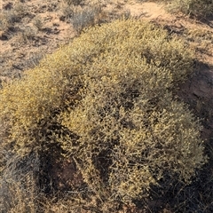 Gunniopsis quadrifida (Sturts Pigface) at Tibooburra, NSW - 15 Nov 2024 by Darcy