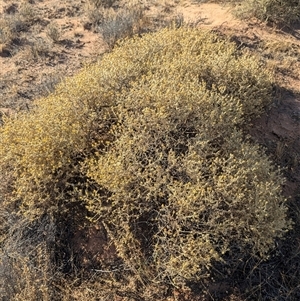 Gunniopsis quadrifida (Sturts Pigface) at Tibooburra, NSW by Darcy