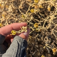 Gunniopsis quadrifida at Tibooburra, NSW - 15 Nov 2024