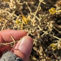 Gunniopsis quadrifida at Tibooburra, NSW - 15 Nov 2024