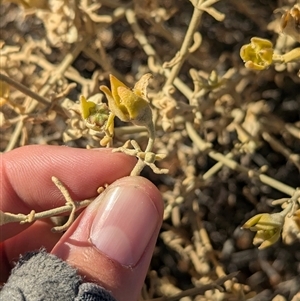 Gunniopsis quadrifida at Tibooburra, NSW - 15 Nov 2024