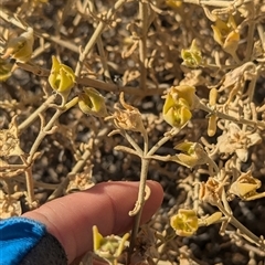 Gunniopsis quadrifida at Tibooburra, NSW - 15 Nov 2024