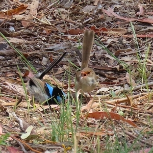 Malurus cyaneus (Superb Fairywren) at Tharwa, ACT by RodDeb