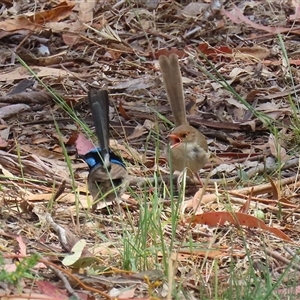 Malurus cyaneus at Tharwa, ACT - 15 Nov 2024 02:00 PM